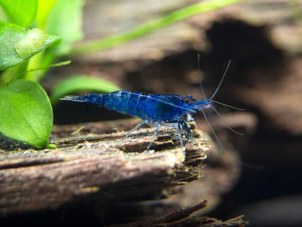 Is It Easy To Breed Blue Pearl Shrimp?